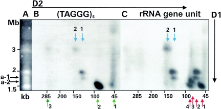 FIG. 2.