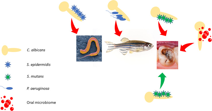 Figure 2