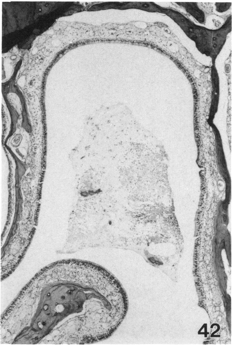 PLATE 42.