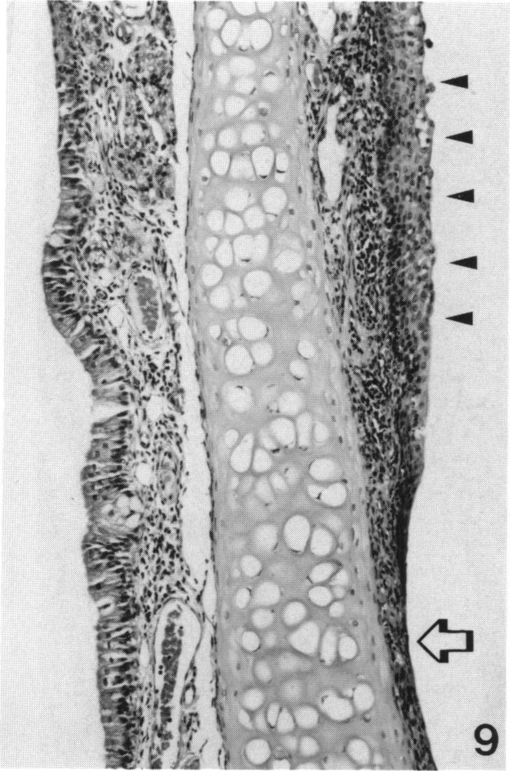 PLATE 9.