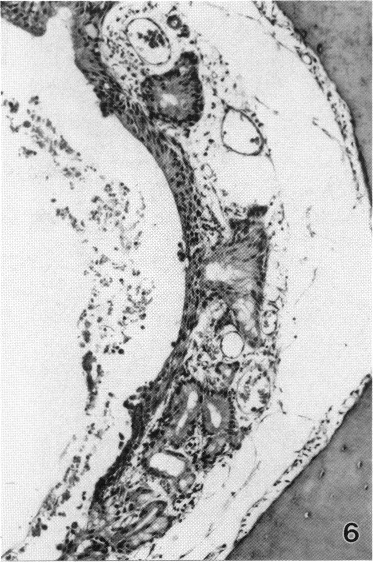 PLATE 6.