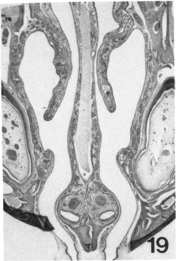 PLATE 19