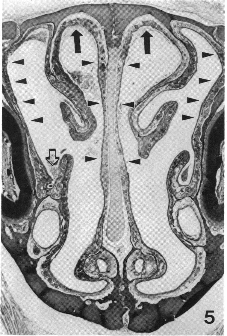 PLATE 5.