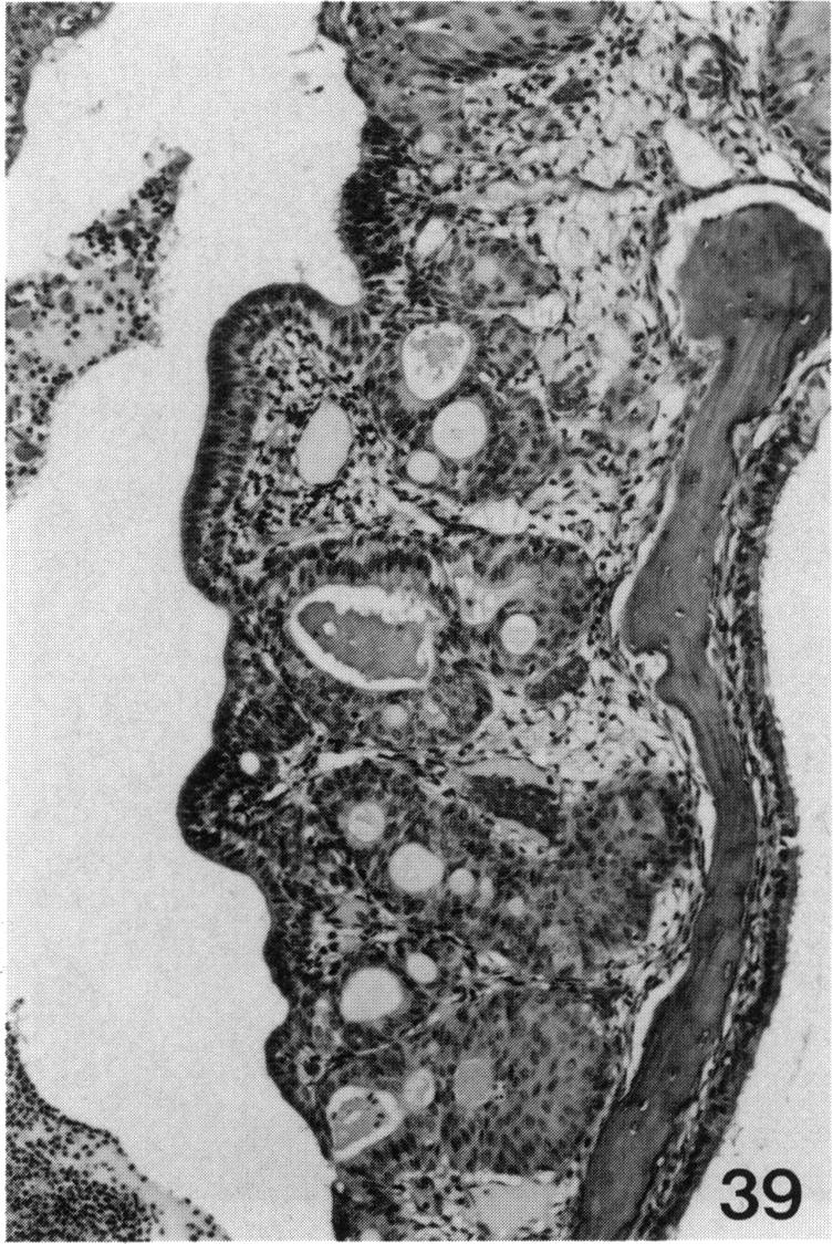 PLATE 39.