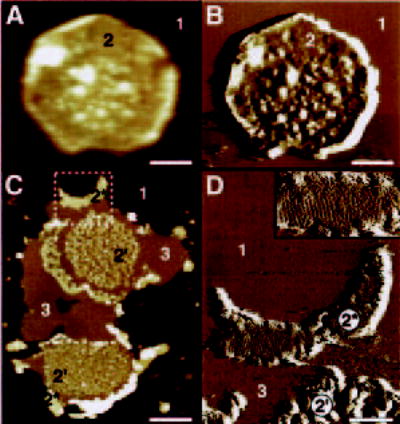 Fig. 7