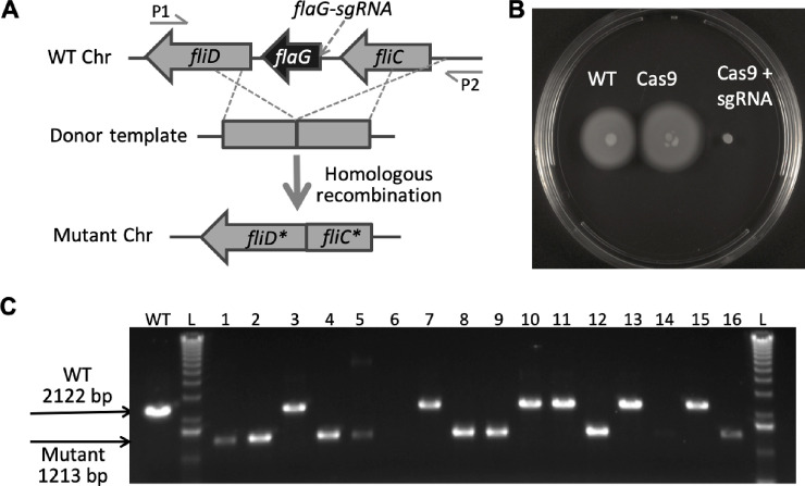 Fig 2