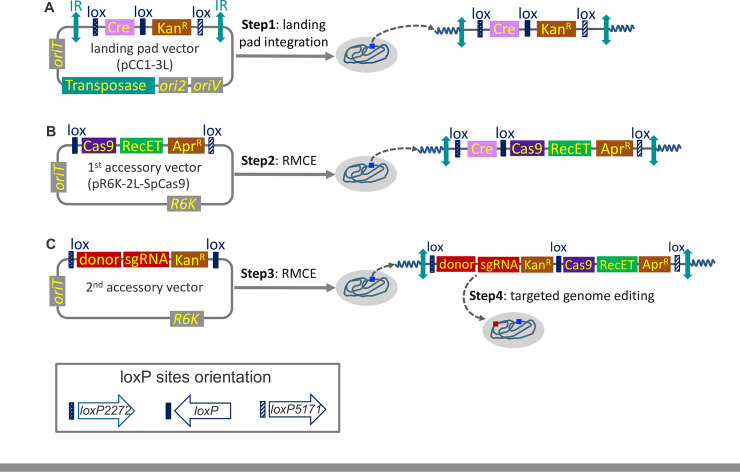 Fig 1