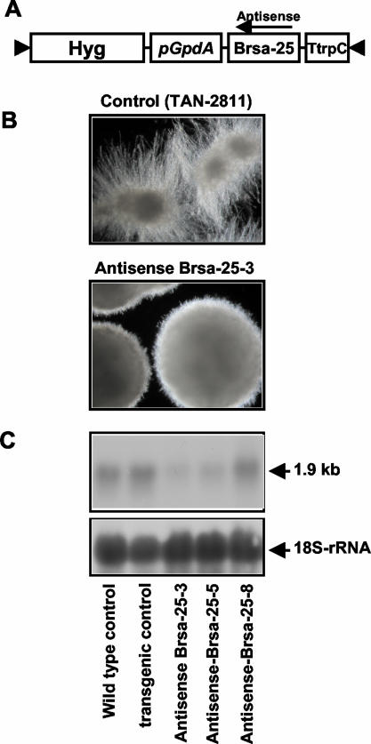 FIG. 10.