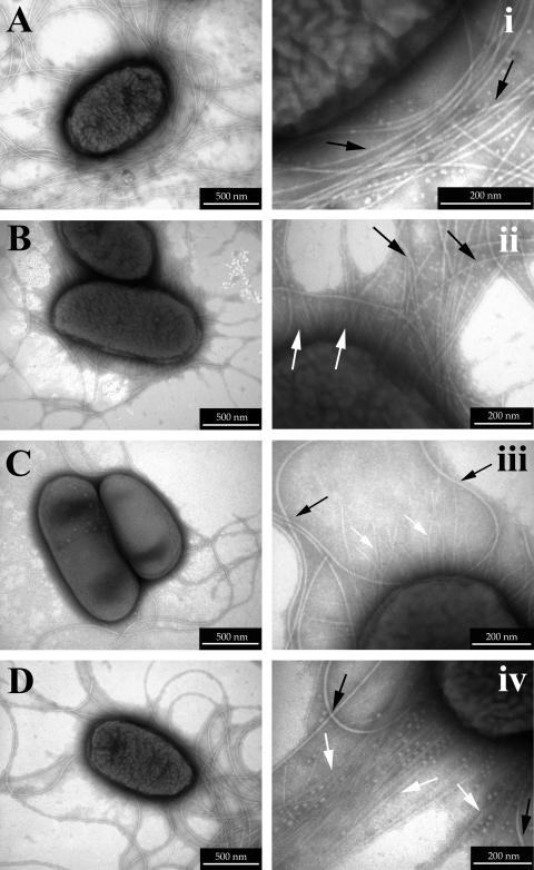 FIG.4.