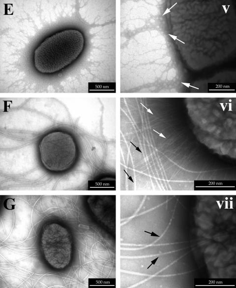 FIG.4.