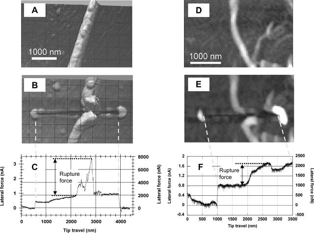 FIGURE 4