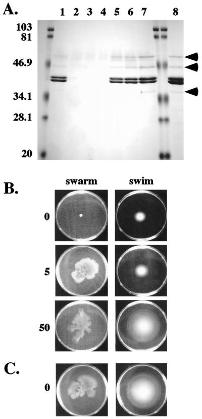 FIG. 6