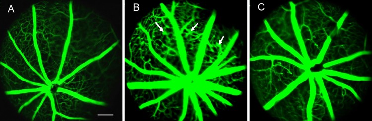 Fig 3