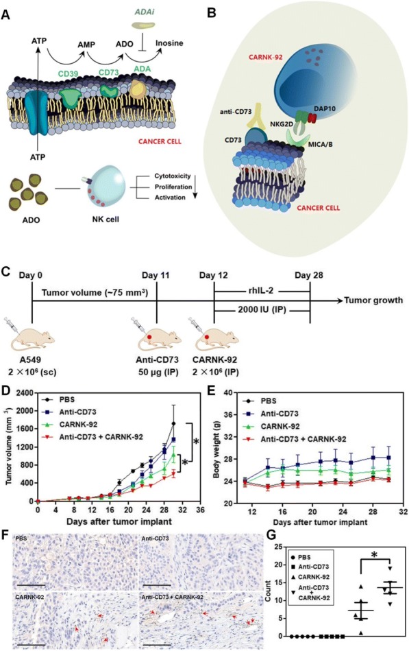 Fig. 1 (abstract P531).