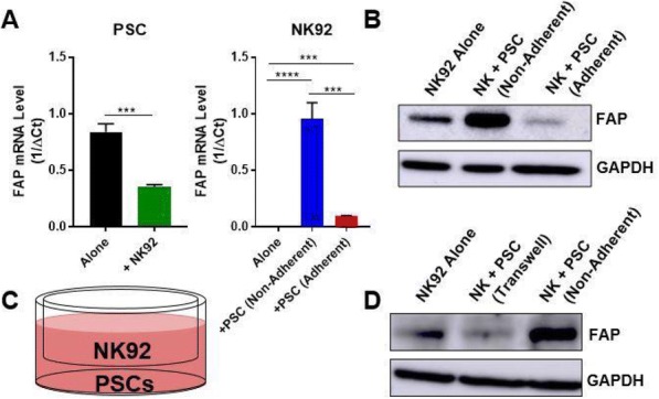 Fig. 5 (abstract P526).