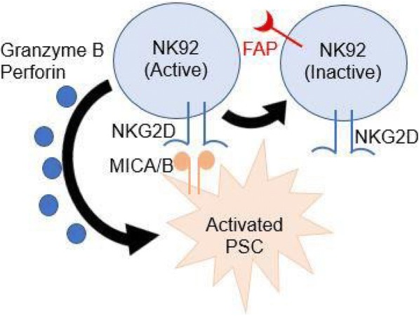 Fig. 1 (abstract P526).