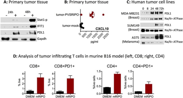 Fig. 2 (abstract P612).