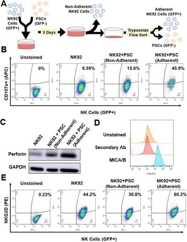 Fig. 3 (abstract P526).