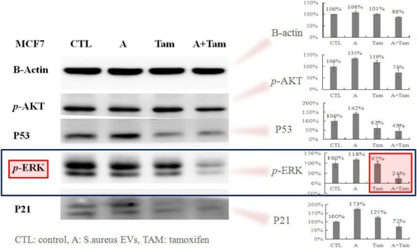 Fig. 6 (abstract P569).