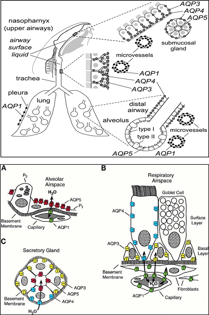 FIGURE 3: