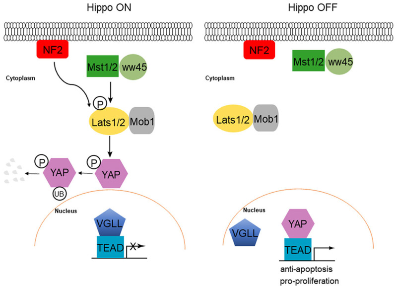 Hippo-YAP signaling in digestive system tumors - PMC