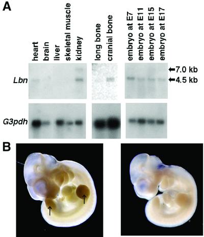 Fig 4.