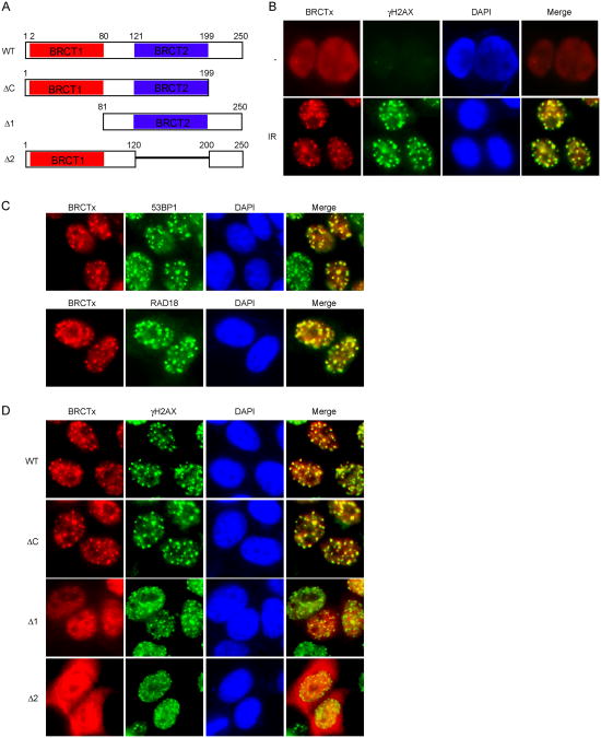 Fig.1