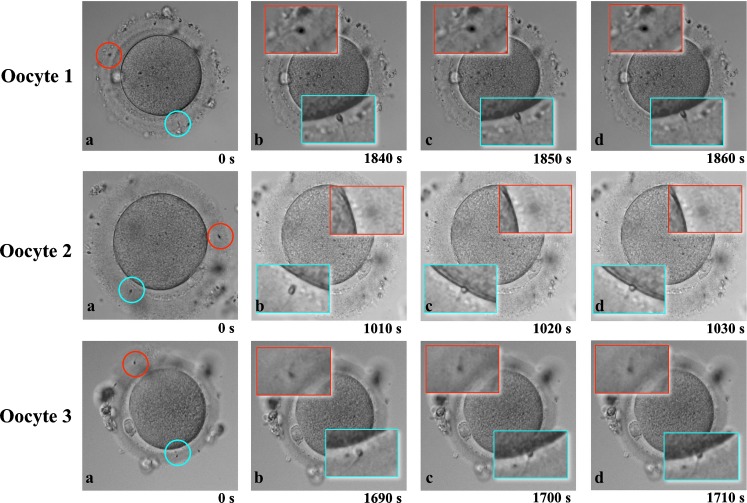 Fig. 2