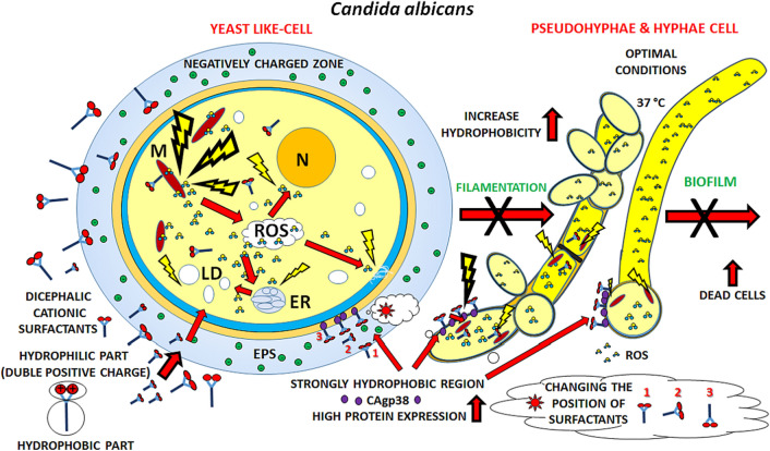 Figure 7