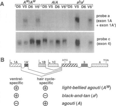 graphic file with name pnas01134-0461-a.jpg