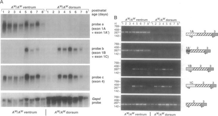 graphic file with name pnas01134-0460-a.jpg