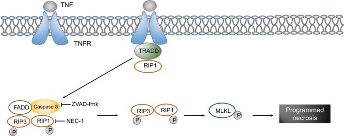 FIGURE 4