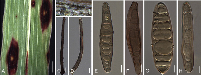 Fig. 18