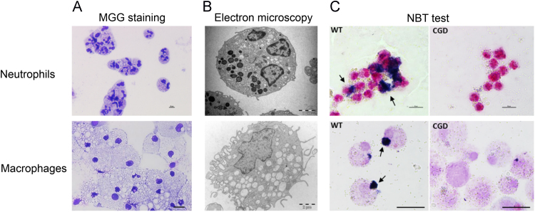 Fig. 4