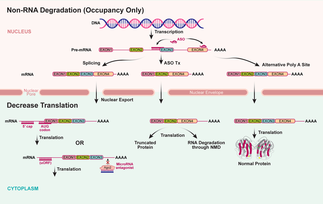 Figure 2: