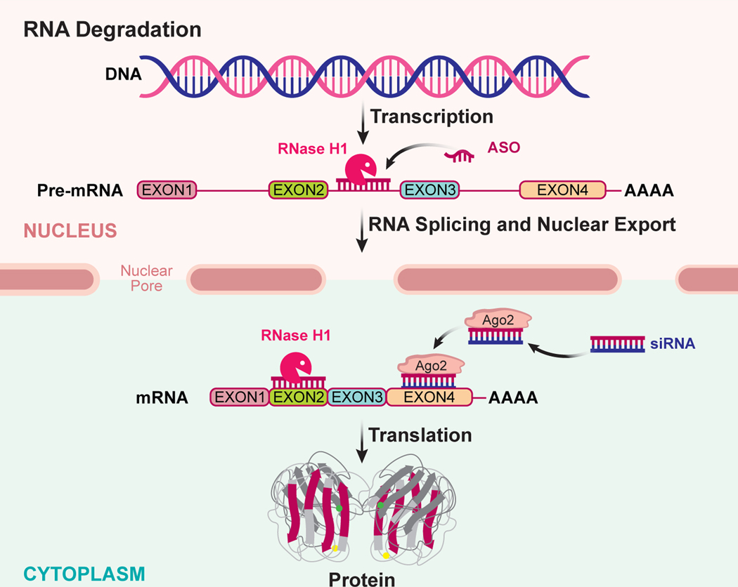 Figure 1: