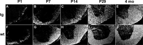 FIG. 7.