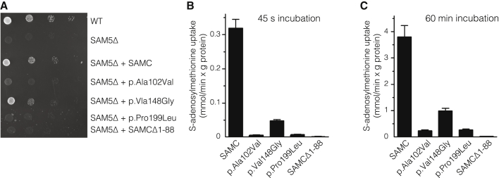 Figure 2