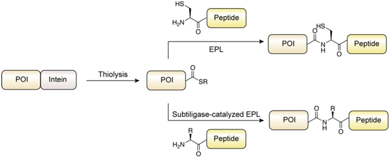 Figure 31.