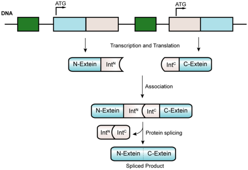 Figure 13.