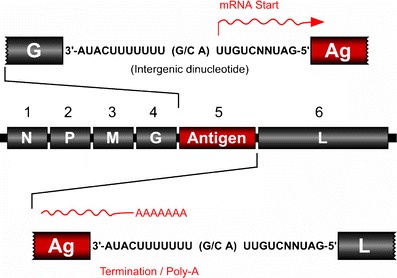 Fig. 4