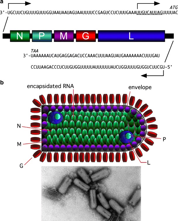 Fig. 1