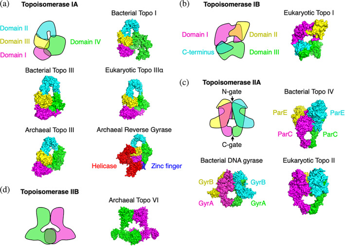 FIGURE 2