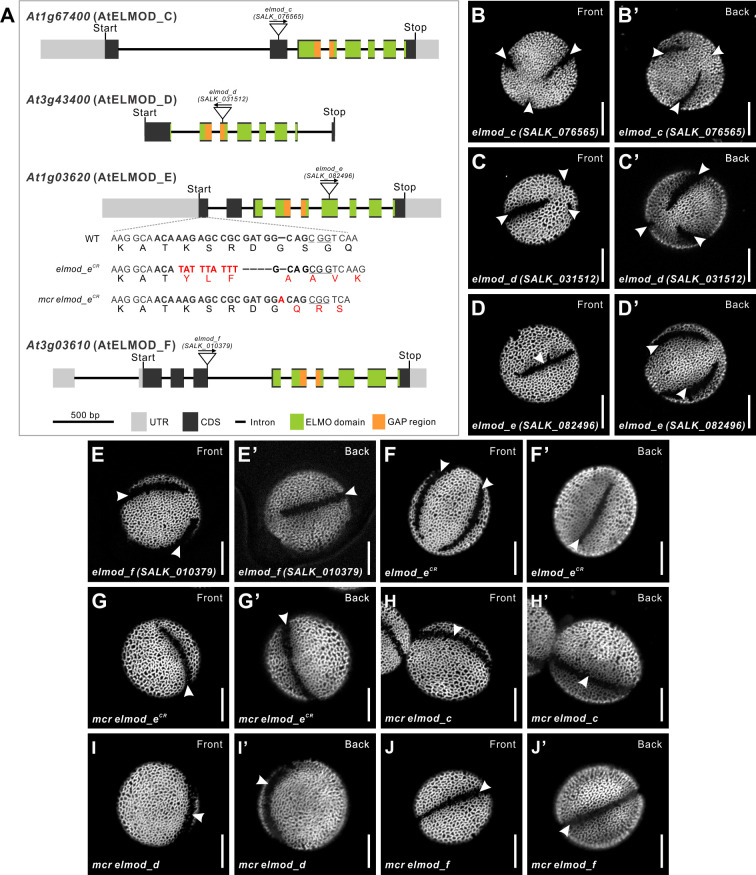 Figure 9—figure supplement 1.