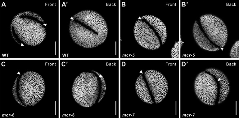 Figure 3—figure supplement 2.