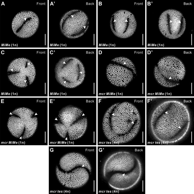 Figure 1—figure supplement 2.