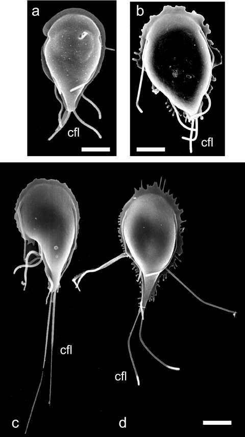 FIG. 5.