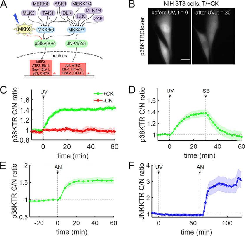 Figure 2.