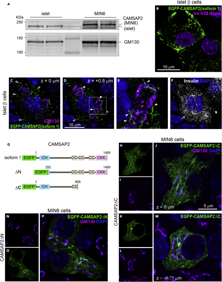 Figure 6