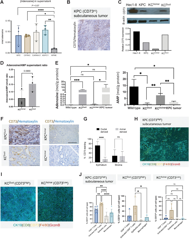 Figure 3. CD73 expression levels on epithelial cells and immune cells correlate with adenosine concentrations in supernatant and tissue. KCDuct and KPC subcutaneous tumors present the highest intratumoral levels of adenosine. A, Supernatant adenosine levels are significantly increased in PDAC cell lines relative to control pancreatic cells (HPNE; P < 0.05; P < 0.001; P < 0.0001), a Student t test was used for statistical comparison. B, IHC images of CD73+ KPC tumor. C, Western blot image and quantification of CD73 levels in Hec1-8 cell lines and lysates from KPC subcutaneous tumors, KCAcinar, and KCDuct pancreata. D, HPLC analysis of the adenosine:AMP ratio from ex vivo–cultured KCDuct and KCAcinar pancreata at the time of euthanasia (n = 3 mice per group). Adenosine:AMP ratios are elevated in cultured KCDuct pancreata compared with KCAcinar pancreata (P = 0.09). E, HPLC analysis of adenosine and AMP levels in WT pancreas, KCDuct or KCAcinar N = 3 samples per group. Intrapancreatic adenosine levels are significantly elevated in KCDuct pancreata consistent with high CD73 expression in KCDuct neoplasia (**, P < 0.01) and intrapancreatic AMP levels are highest in WT and KCAcinar tissue indicating lack of CD73 activity in these tissues (*, P < 0.05). F, Representative CD73 IHC showing high percentage expression of CD73 in ductal-derived PDAC from both KPCDuct and KCDuct when compared with acinar-derived PDAC from KPCAcinar and KCAcinar. G, ImageJ quantification of CD73 expression in the epithelium compared with stroma in ductal-derived compared with acinar-derived PDAC. A Student t test was used for statistical analysis (****, P < 0.0001; ns; n = 5). H, Representative composite multiplex immunofluorescent image from a KPC subQ tumor and (I) KCDuct and KCAcinar pancreata. J, Quantitative assessment of KPC subQ tumor, KCDuct and KCAcinar pancreata using multiplex immunofluorescence. In all groups, activated CD8+ T cells have the highest fluorescence intensity compared with CD8+ T cells, epithelial cells, and macrophages. The overall percentage of CD73 cells was the highest in KPC and KCDuct samples compared. Scale bars, 50 μm.